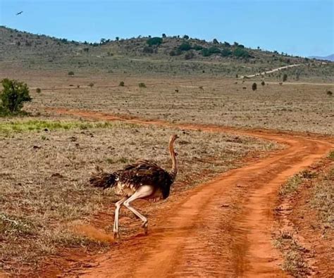 6 DAYS SAMBURU LAKE NAKURU MASAI MARA BUDGET TO LUXURY SAFARI