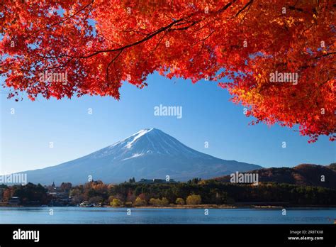 Autumn leaves of Lake Kawaguchi and Mt. Fuji Stock Photo - Alamy