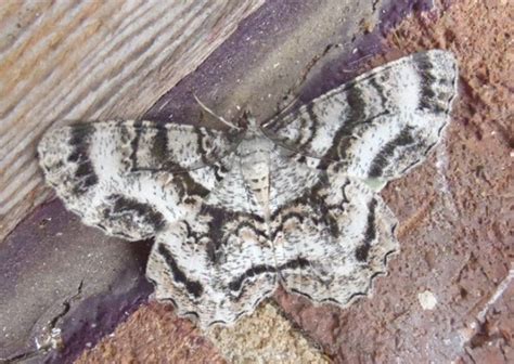 Tulip Tree Beauty Moth Project Noah