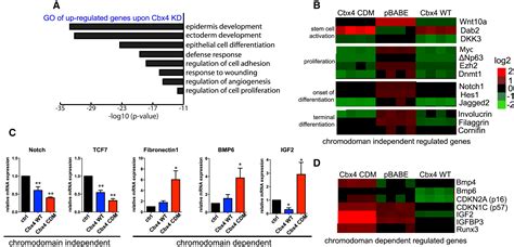 Regulation Of Human Epidermal Stem Cell Proliferation And Senescence