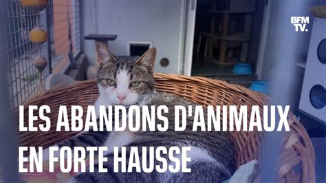 Inflation Vacances D T Les Abandons D Animaux Sont En Forte Hausse