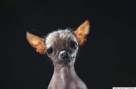 Hairless Dogs Photo Series Brings Attention To Ethical Breeding Practices | HuffPost Good News