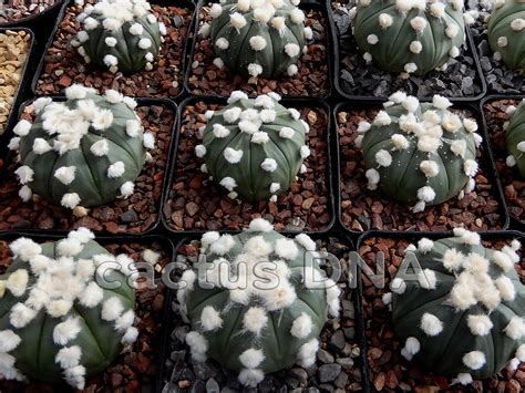 Astrophytum Asterias V Nudum Cv Ooibo Cactus Dna