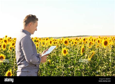 Agronomist In Sunflower Hi Res Stock Photography And Images Alamy