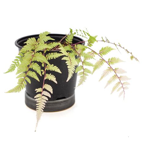 6 inch Athyrium niponicum pictum - Cactus Jungle