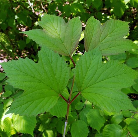 American Highbush Cranberry Variety Viburnum Opulus Americanum