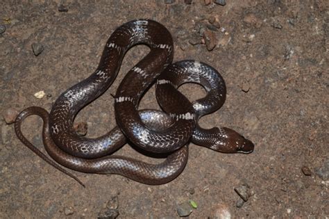 Indian Wolf Snake Wildlife Of Goodearth Malhar Bangalore Inaturalist