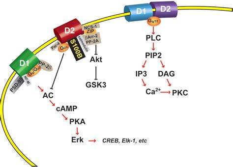 Protein Protein Interactions And Dopamine D Receptor Signaling A