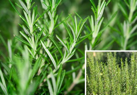 Rosmarin Rosmarinus Officinalis Marga S Garten