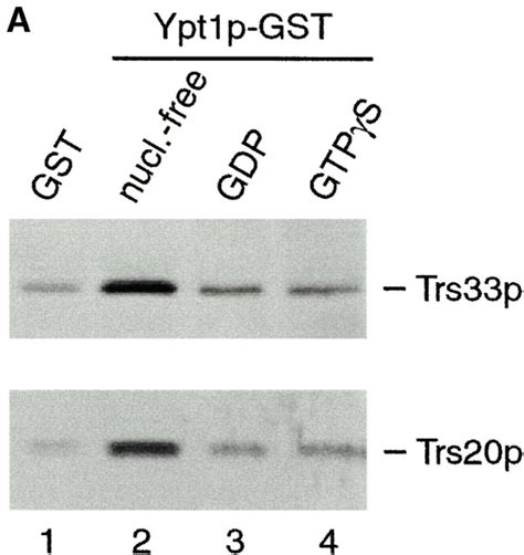 Trapp Subunits Bind Preferentially To The Nucleotide Free Form Of Download Scientific Diagram