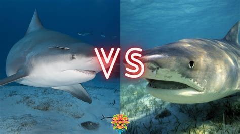 INTENSE Battle Bull Shark Vs Tiger Shark Who Will Win The Fight