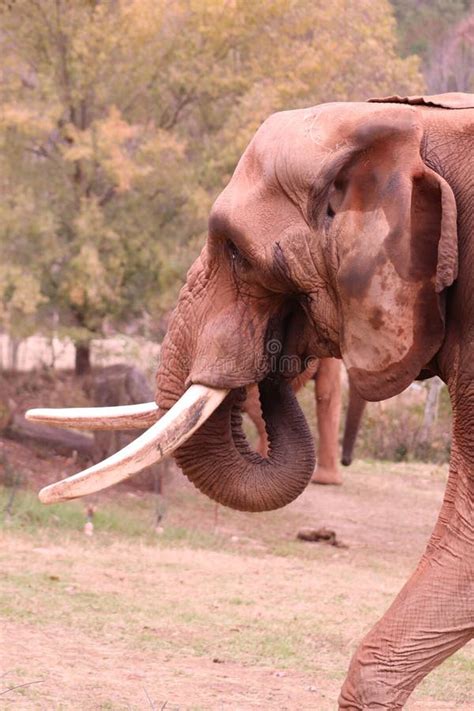 An African Elephant Loxodonta Africana at the North Carolina Zoo ...