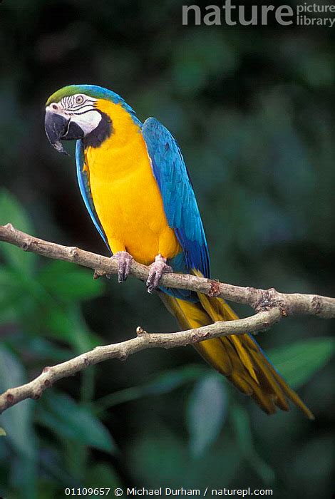 stock photo  blue  yellow macaw portrait ara ararauna captive