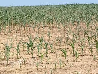 Drought Conditions Worsen Across Iowa Brownfield Ag News