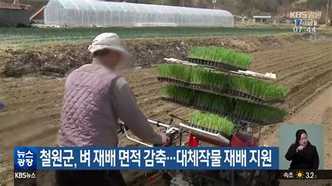 철원군 벼 재배 면적 감축대체작물 재배 지원