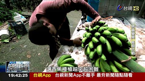 氣候變遷病蟲害增蕉金變蕉土 Youtube