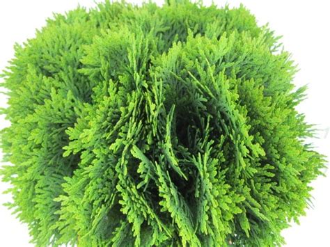 Thuja Occidentalis Danica L Deco