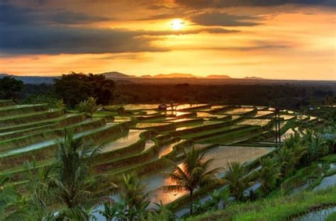 Subak Sistem Irigasi Sawah Yang Jadi Warisan Budaya Dunia Pia Agung Bali