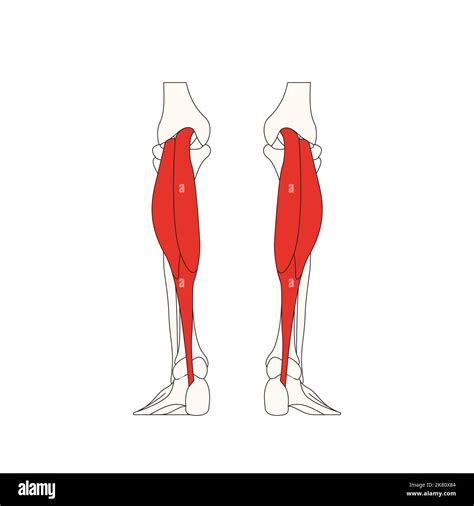 Human Anatomy Drawing Gastrocnemius Muscle Stock Photo Alamy