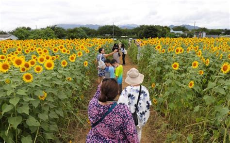 Zama off-post tour explores fields of over 500,000 sunflowers | Stripes ...