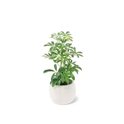 Grab Aldi's $10 Exotic Plants While You Can | Apartment Therapy