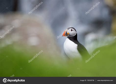 Beautiful puffin bird Stock Photo by ©christopherpmcleod 135329738