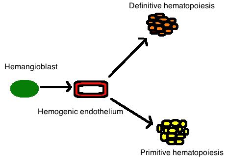 The Plasticity For Dual Primitive And Definitive Hematopoietic