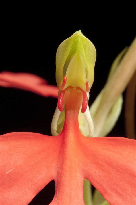 Habenaria Rhodocheila Hance Plants Of The World Online Kew Science