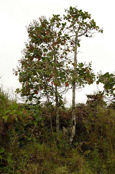 Cinchona Tree Country Roads Garden Plants Tree