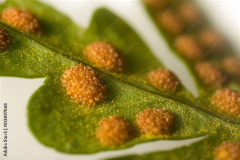 Fern-sporophyte leaves (probably Bracken (Pteris aquilina)); spores and ...