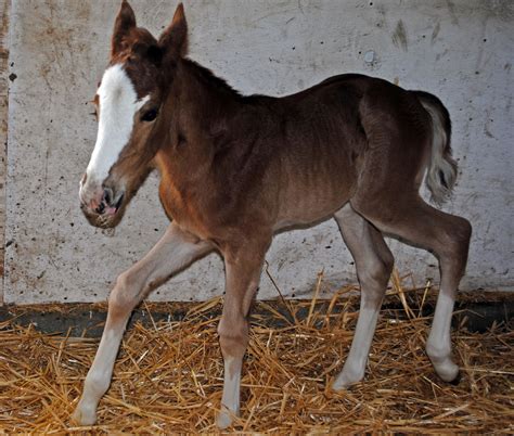 Spotty Horse News: A new baby racehorse