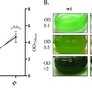 Growth Curves Of Synechocystis Sp Pcc Wild Type Wt And Kpsm