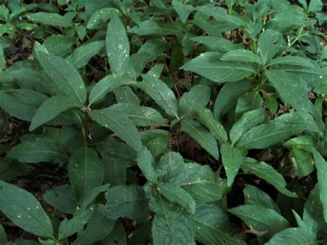 Dogs Mercury Dogs Cole Mercurialis Perennis