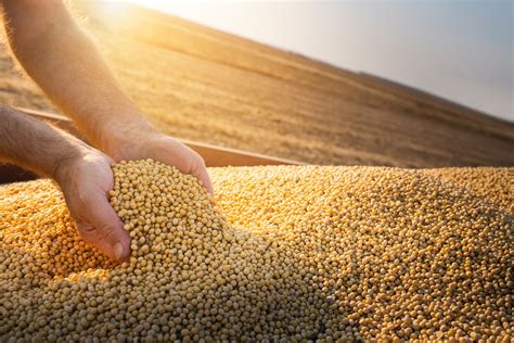 Two Gm Soybeans To Stay In The Market After Efsa Re Evaluation Crop