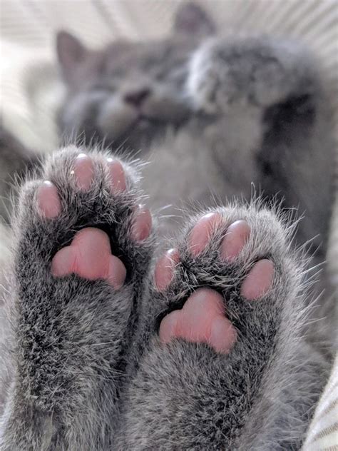 Mega Collection Of Cat And Their Toe Beans S Memes And More In