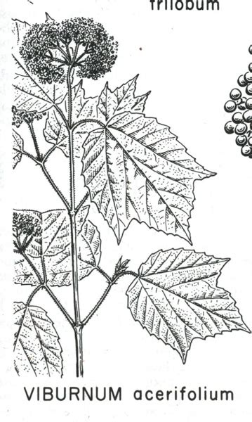 maple-leaf viburnum – Woody Plants of Ohio