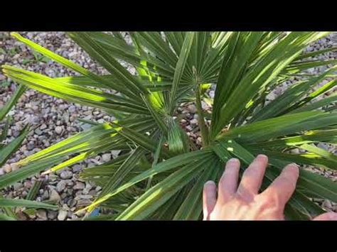 Palmy Trachycarpus Fortunei Butia Capitata Brahea Armata