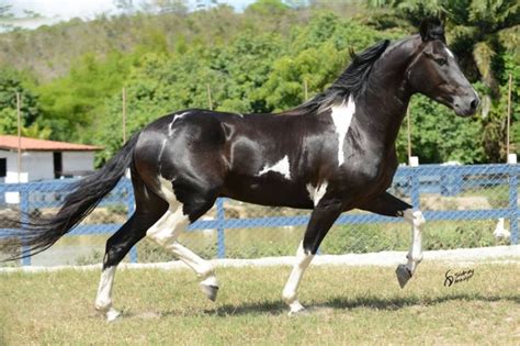 24ª Exposição do Cavalo Mangalarga Marchador é realizada em Lavras