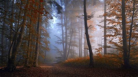 Autumn Forest Path Wallpapers - Top Free Autumn Forest Path Backgrounds ...