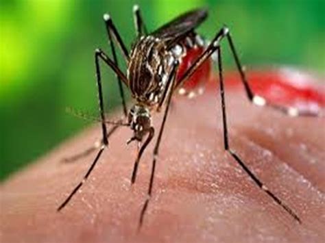 Dengue Infection Spreading Rapidly You Should Also Know The Methods Of