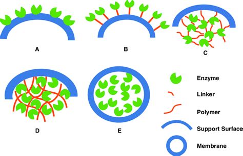 Strategies Used For Enzyme Immobilization A Adsorption B