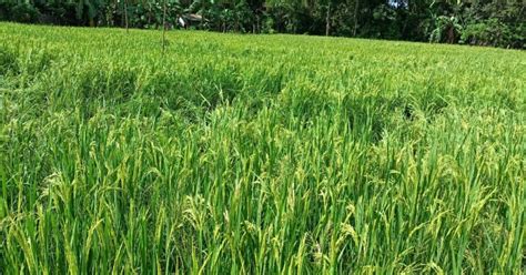 visayas   bags  certified seeds  wet season