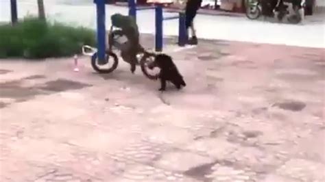 Monkey vs Dog - One News Page VIDEO