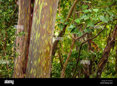 Rainbow eucalyptus forest maui hi-res stock photography and images - Alamy