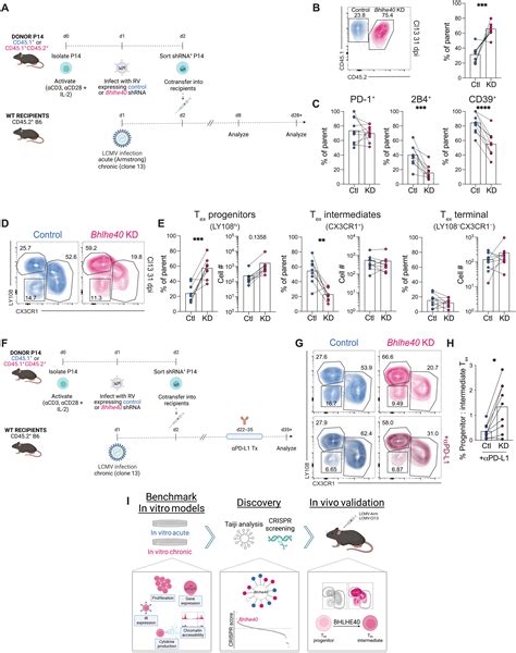 In Vitro Modeling Of CD8 T Cell Exhaustion Enables CRISPR Screening To