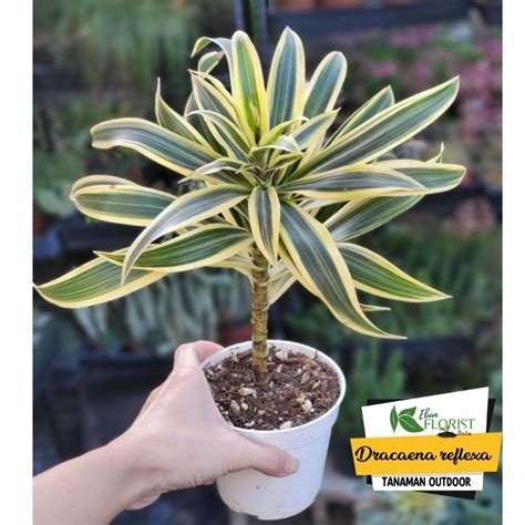 Jual Tanaman Hias Dracaena Dracaena Reflexa Dracaena Song Of India