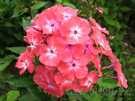Сад Флоранс - Флоксы - (Phlox)