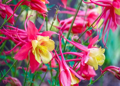 Пазл аквилегия колумбийская - разгадать онлайн из раздела "Цветы" бесплатно