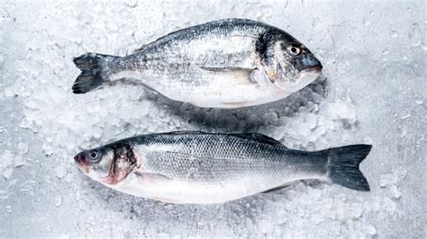 Las Doradas Lubinas Y Corvinas Son Pescado Azul O Blanco