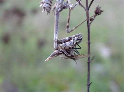 Diablotin Empusa Pennata Juv Nile Repas J R Mie Lap Ze Flickr